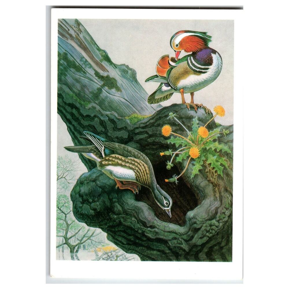 V. A. Gorbatov Mandarin Duck Art Postcard 1990 Russian Wildlife Nature